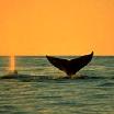 Whale Watching